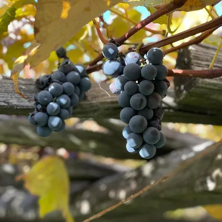 House Donacka Gora *