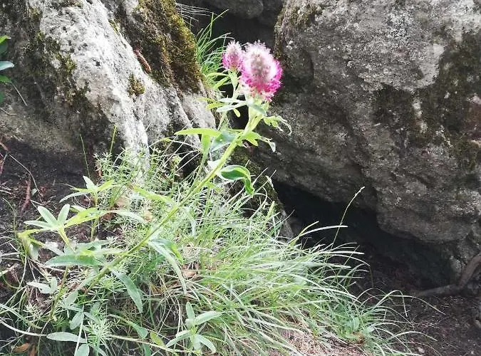 House Donacka Gora Willa *