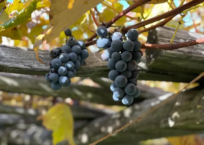 House Donacka Gora *