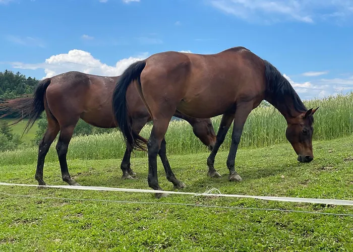 House Donacka Gora *